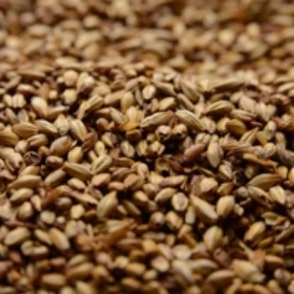 howdybrewer12022677