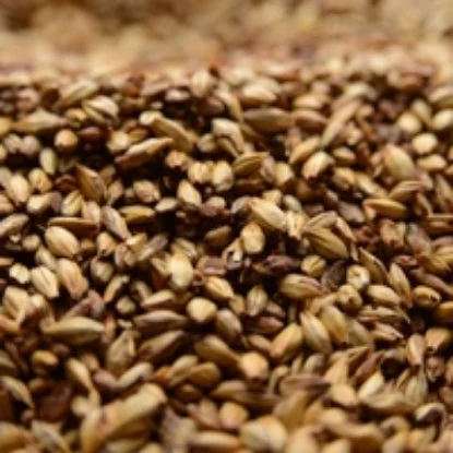howdybrewer12022742