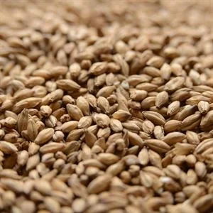 howdybrewer12027343
